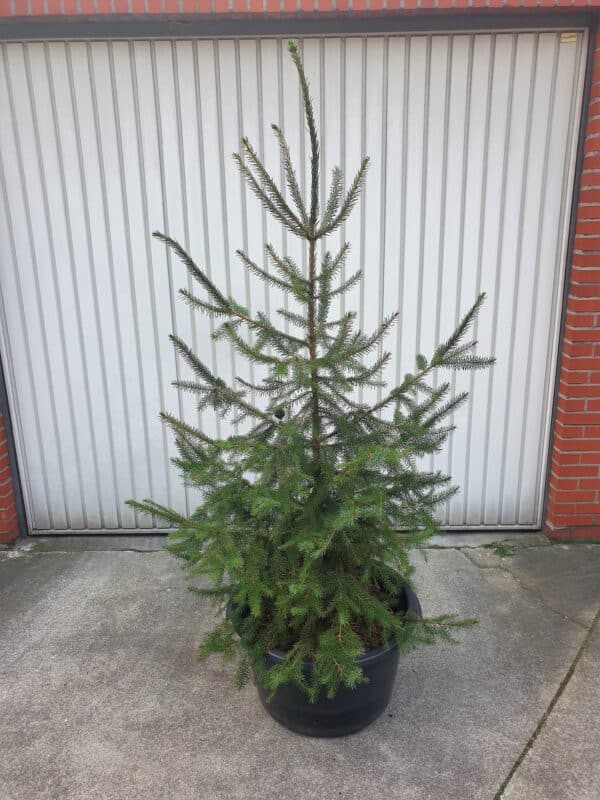 fijnspar 200 cm